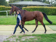 HC240925-72 - Mighty Quiet